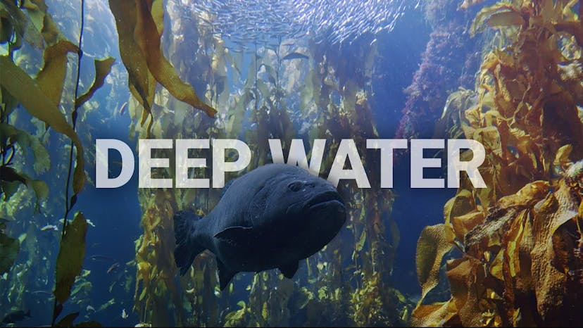 Deeply Restful Kelp Forest | Underwater sounds and beautiful visuals | fish and sharks!