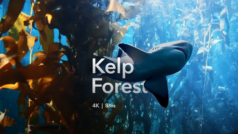 Peaceful Kelp Forest | Relax or sleep to this meditative underwater scene | fish and sharks!