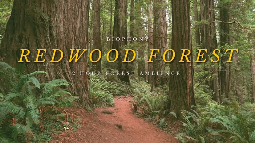 Redwood Forest Soundscape | 4K virtual forest walk | relaxing nature sounds | background ambience |