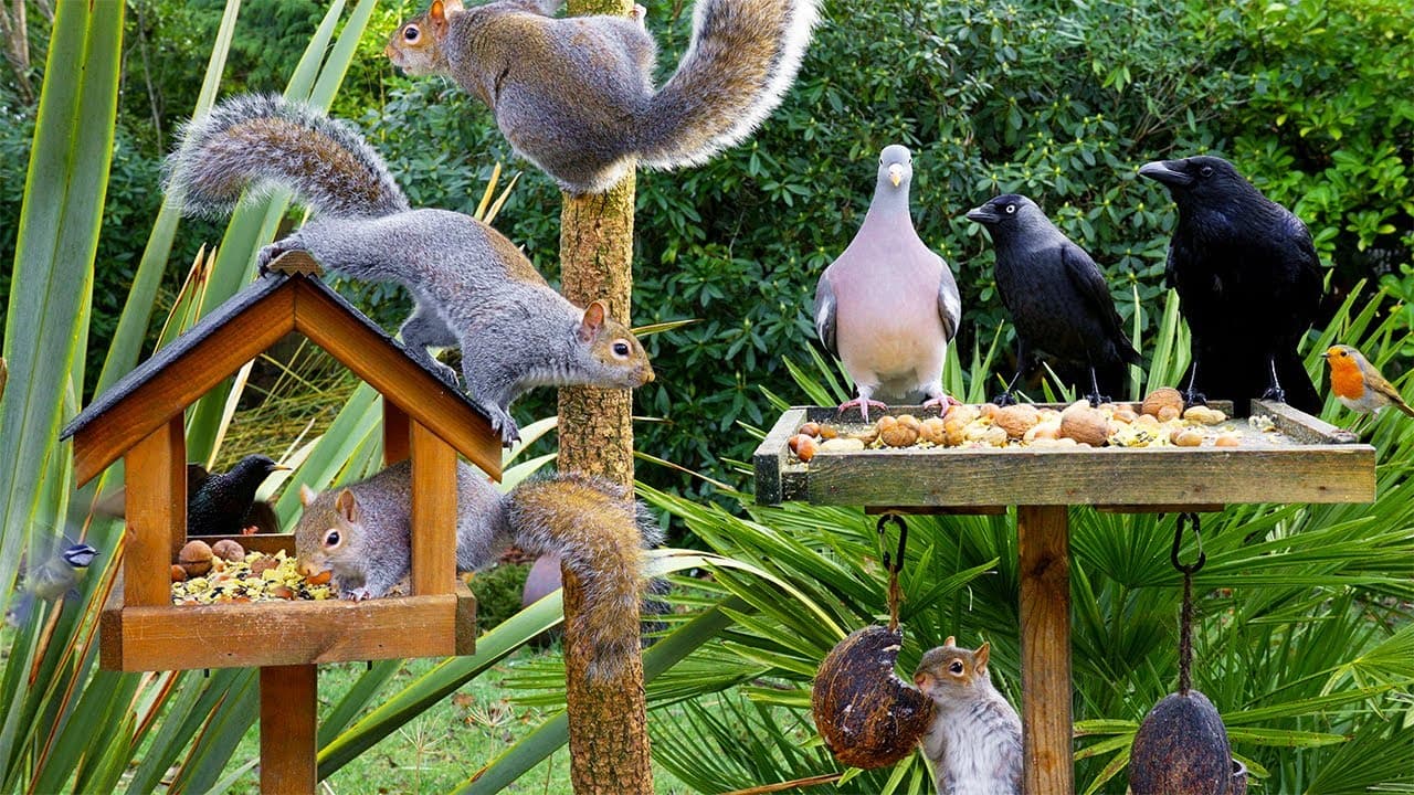 [NO ADS] Cat TV 😸 Birds & Squirrels eat at the Birdtables 🕊️🐿️ Bird videos for cats to watch