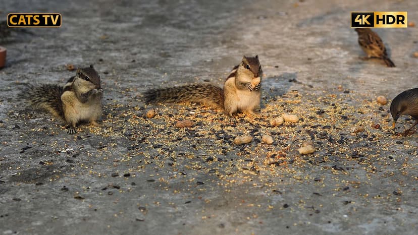 🕊️Cats Tv🐿️ 4k10 Hours Bird videos for cats 🐿️ Cute  Birds and Chipmunks for your Pets